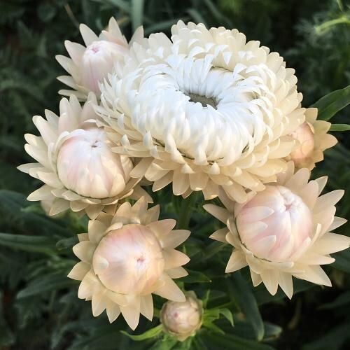 100+ Strawflower Vintage White seeds