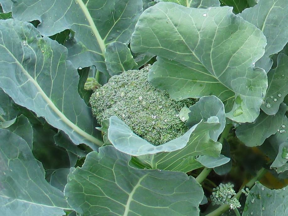 250+ DE CICCO BROCCOLI SEEDS FRESH HARVEST FOR GARDENS