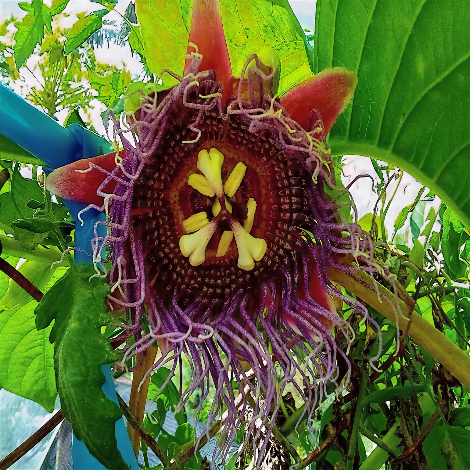 5 GIANT GRANADILLA SEEDS (Passiflora quadrangularis) Passionfruit Flower Plant