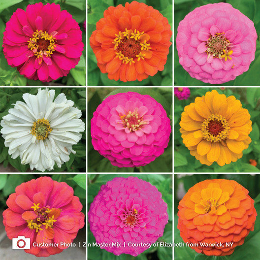 Zinnia ZINMASTER Mix 6 Heirloom Zinnias Tall & Dwarf Non-GMO 200 Seeds
