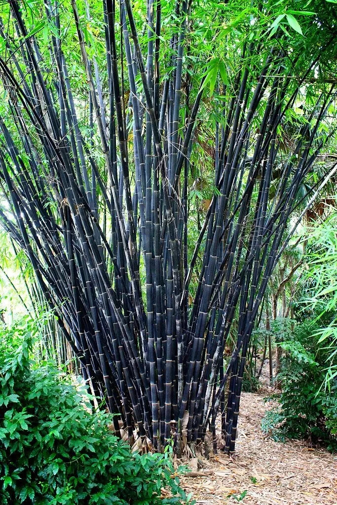 50 Tropical Black Bamboo Seeds Privacy Clumping Shade Screen New
