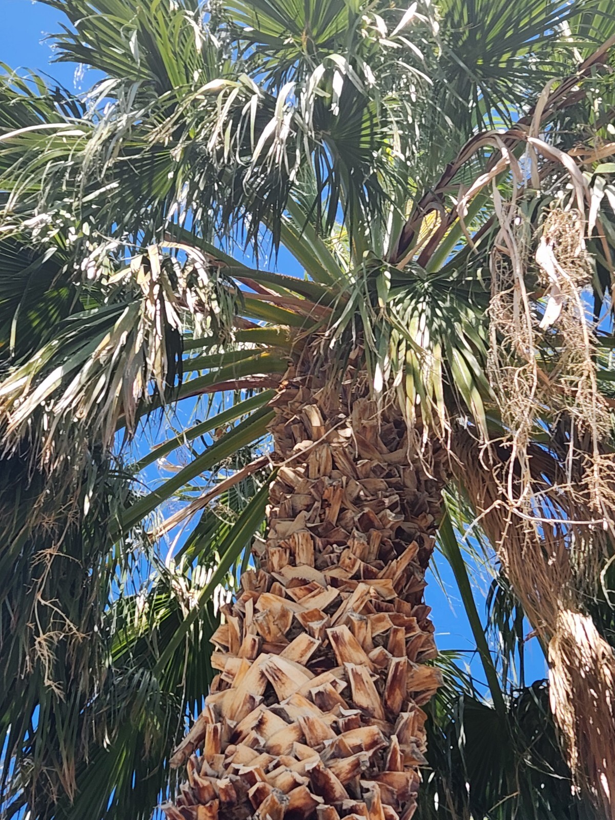 Washingtonia Hybrid Filifera / Robusta Fan Palm, 25 Fresh Fall 2024 Seeds “RARE”