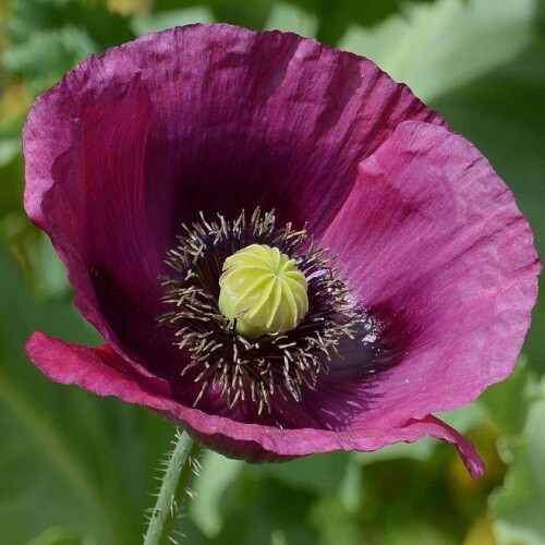 5,000+ Stratified Lauren’s Grape High Germination Pap. Somiferum Poppy Seeds