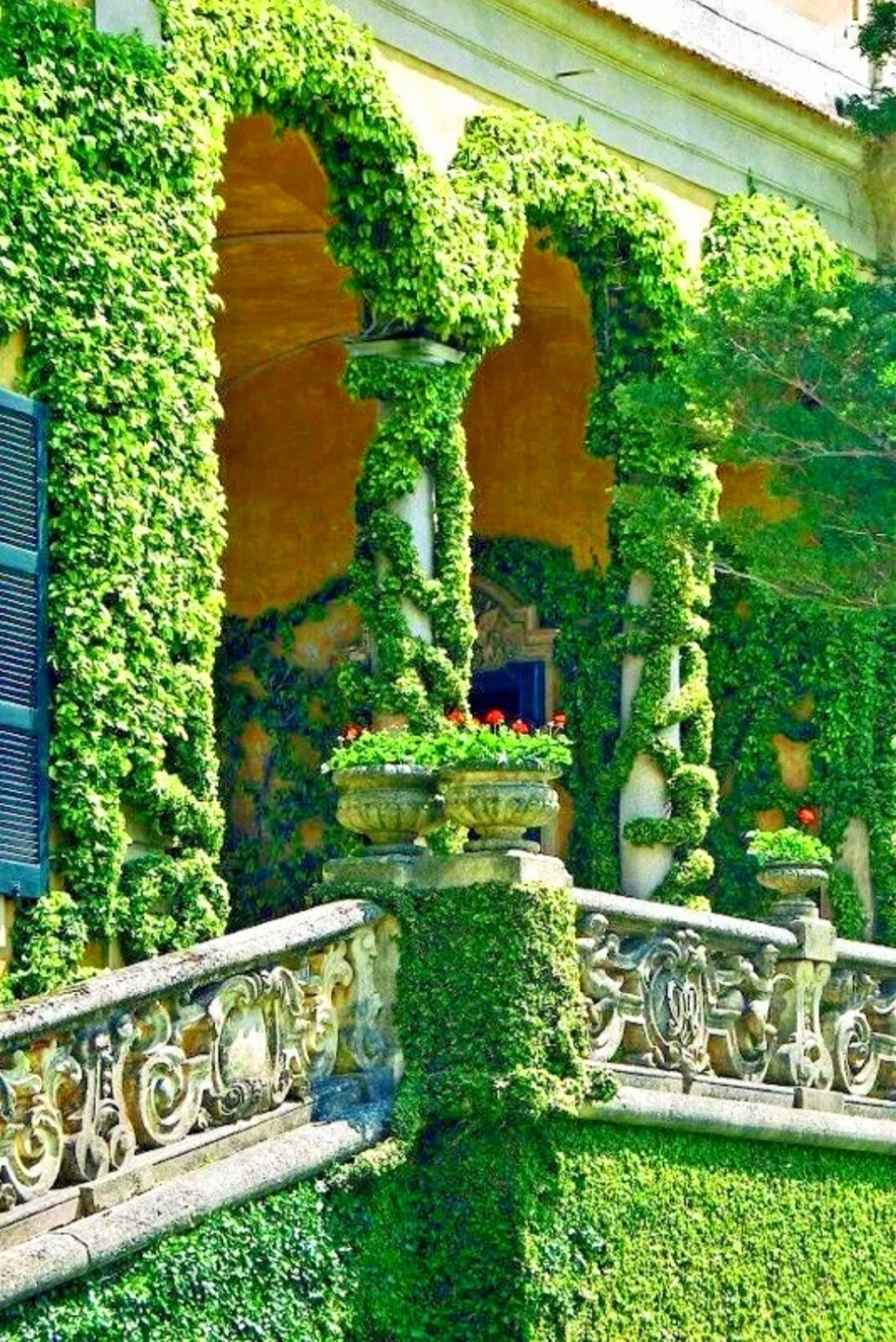 120 Boston Ivy Seeds Japanese Ivy Creeper Climber Mix Parthenocissus Tricuspidat