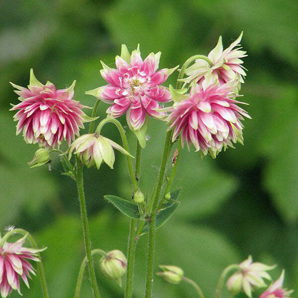 Aquilegia vulgaris var. stellata | Nora Barlow | 10 Seeds