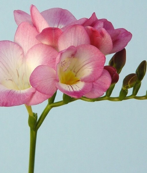 10 Freesia Bulbs Single Mix Mixed BRIGHT color Collection Bulbs VERY FRGRANT