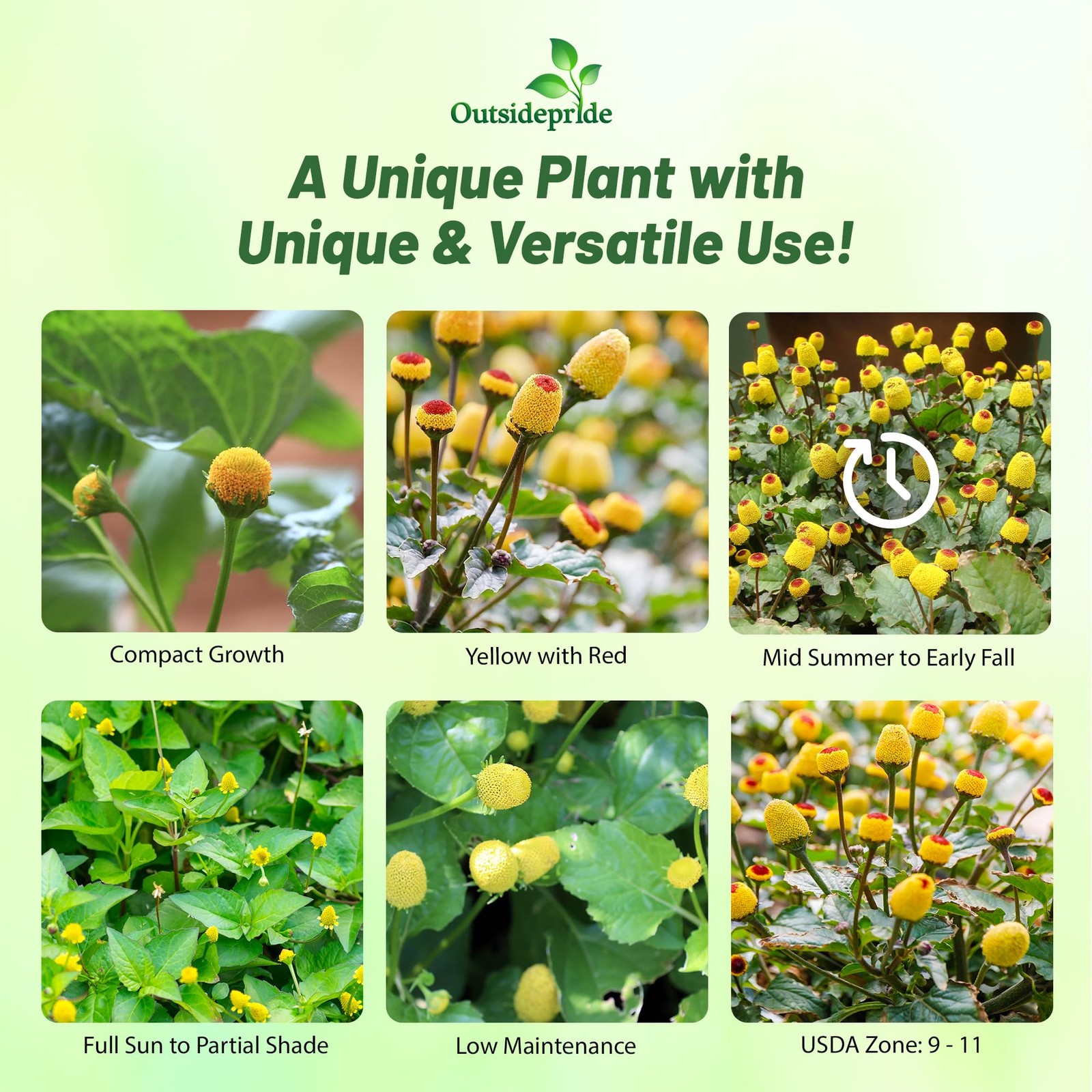 Toothache Plant Seeds 5000 Pcs, Perennial Herb for Gardens & Culinary Use