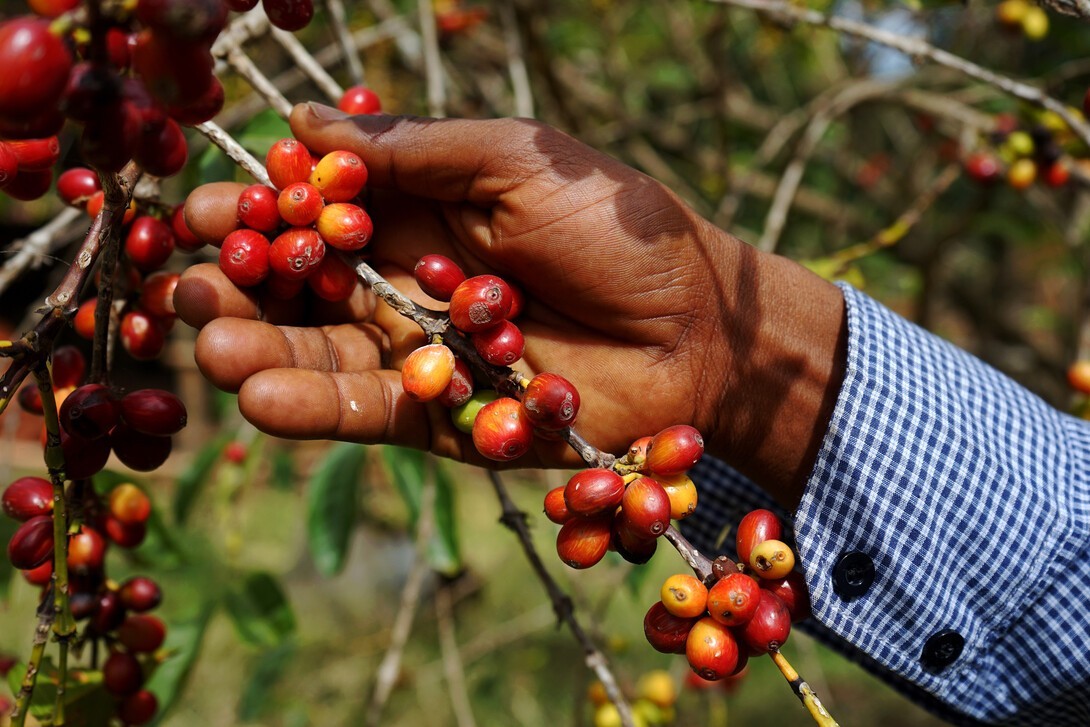 Ethiopian Harrar Queen City Coffee Bean Tree Seeds (25) / RARE