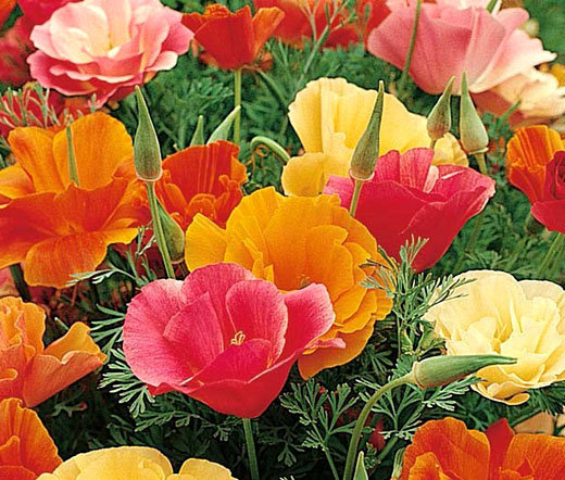 CALIFORNIA POPPY MISSION BELL Eschscholzia Californica – 5,000 Bulk Seeds
