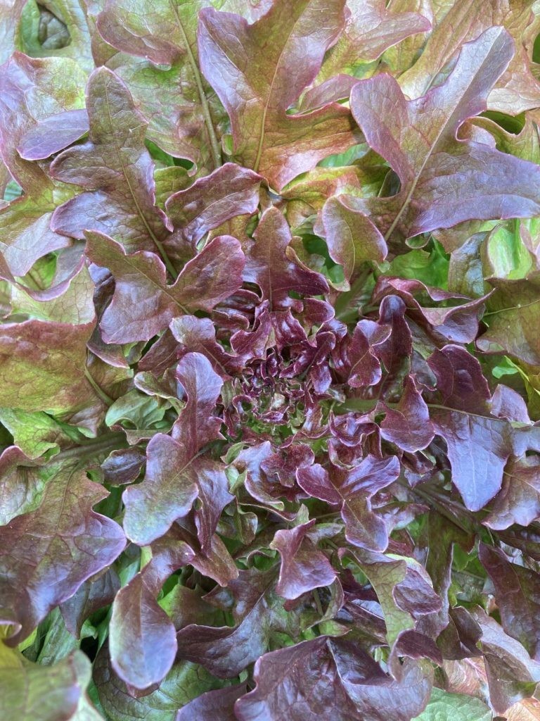 2g Premium Harvested of Fresh New Red Oakleaf Leaf Lettuce Seeds-B 87