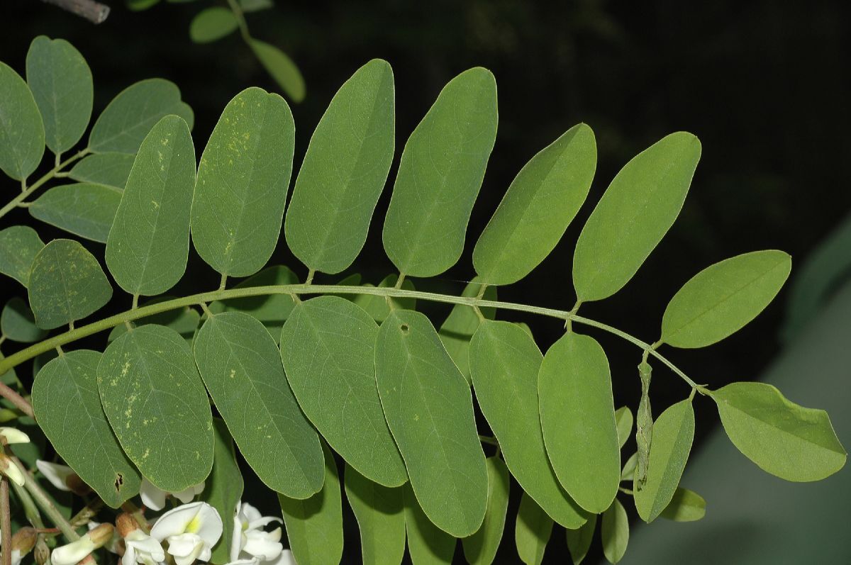 Robinia Pseudoacacia Tree 300 Seeds Fragrant Cold Hardy Black Locust