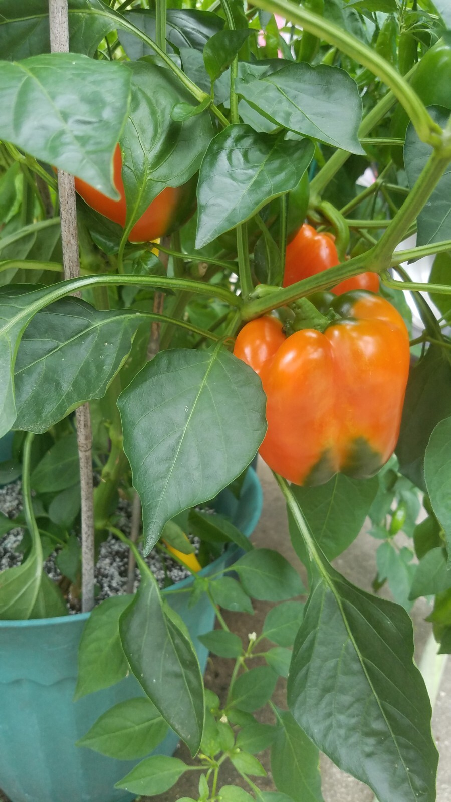Orange California Wonder Bell Pepper Seed 20