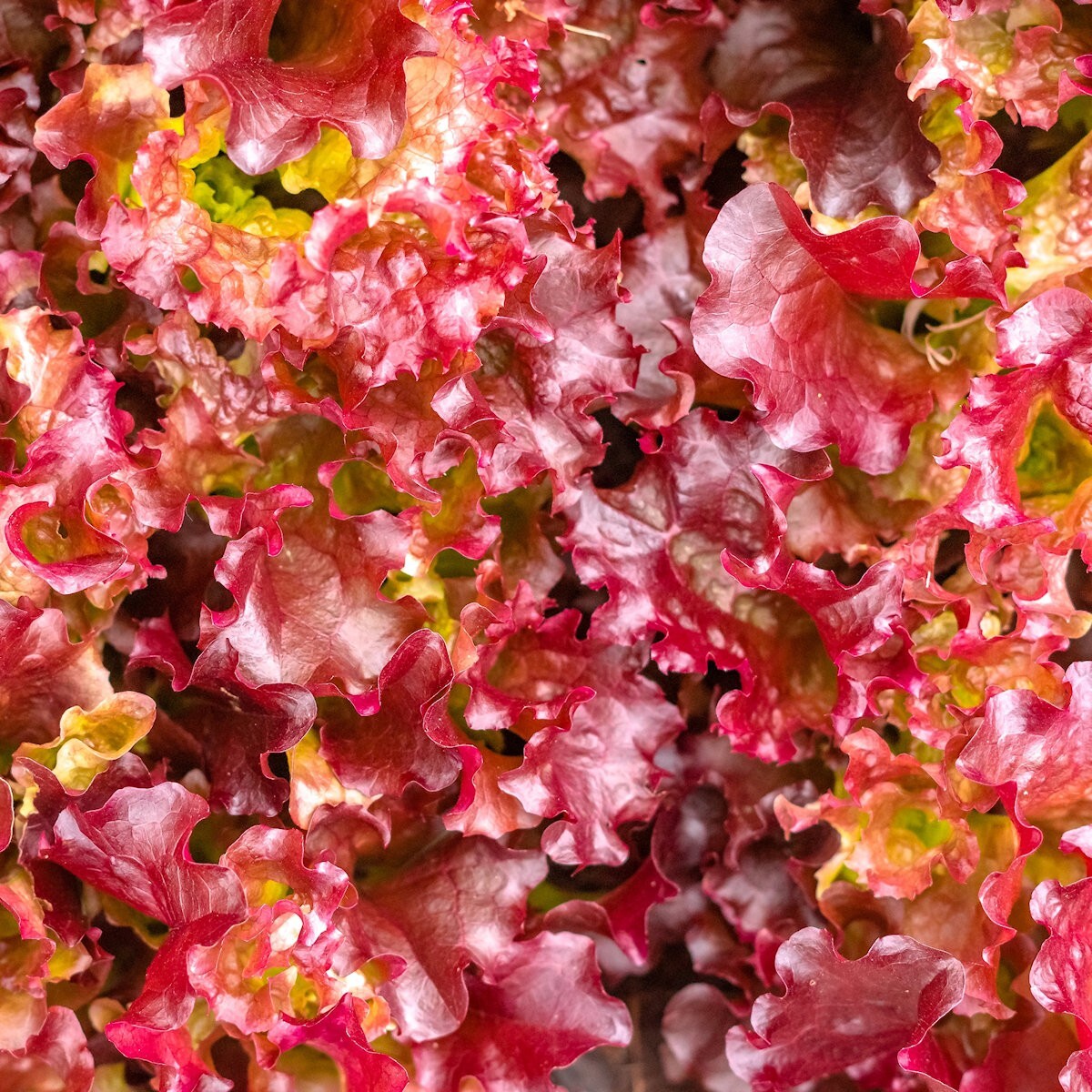 1/4 Lb Red Salad Bowl Leaf Lettuce Seeds – Everwilde Farms Mylar Seed Packet