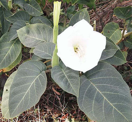 Datura innoxia | Moonflower | Indian Apple | 10 Seeds