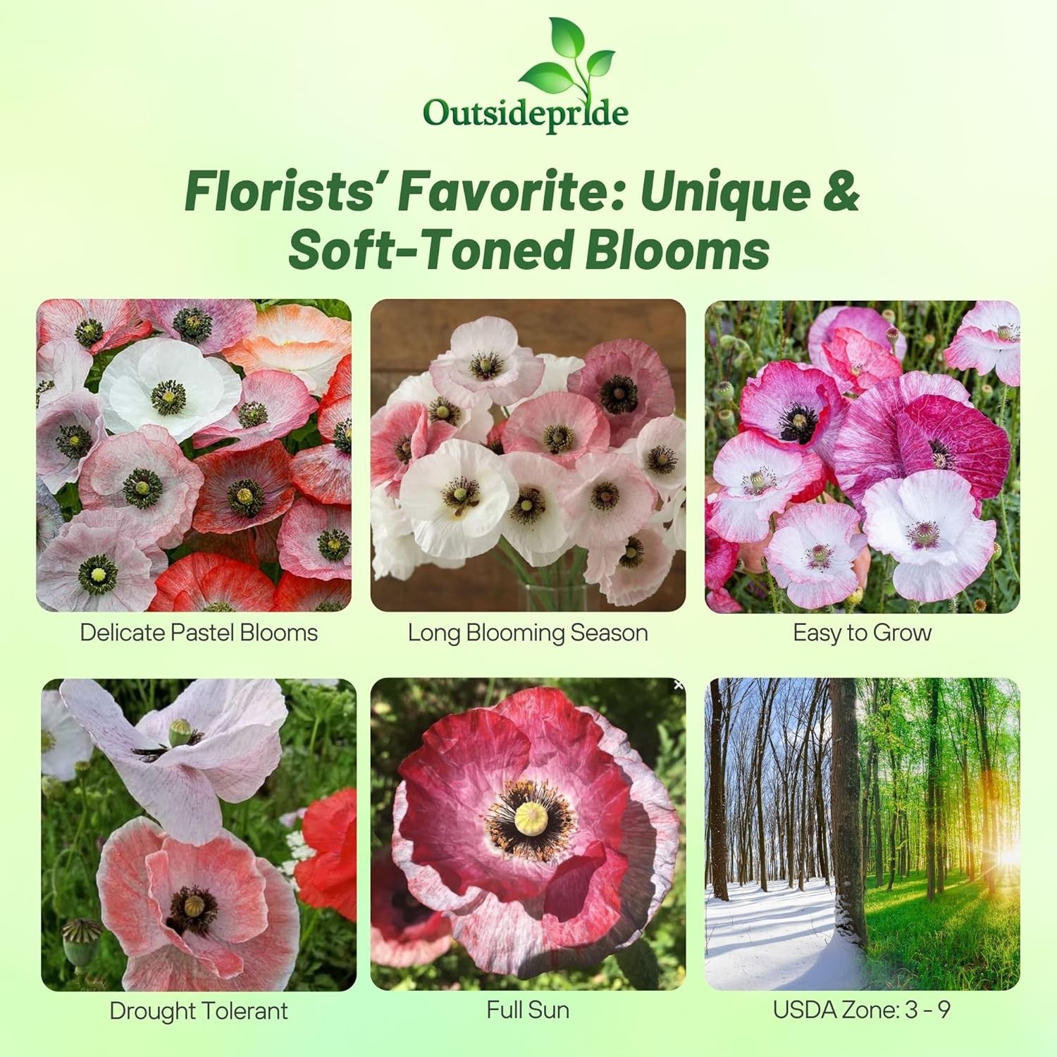 1000 Seeds Papaver Rhoeas Mother of Pearl Poppy Flower Seed Mixture