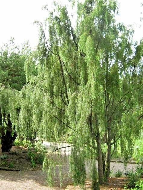 15 Oblong-pendulous juniper seeds -Juniperus communis ‘Oblonga Pendula’