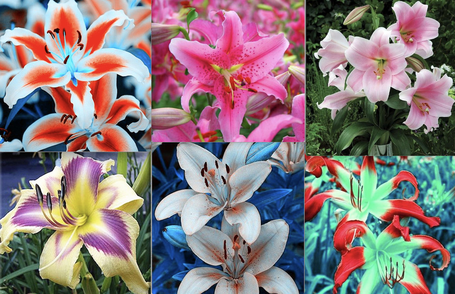 25pc LILY SEEDS Garden Plant Flower rare bloom exotic USA seller B FREE shipping