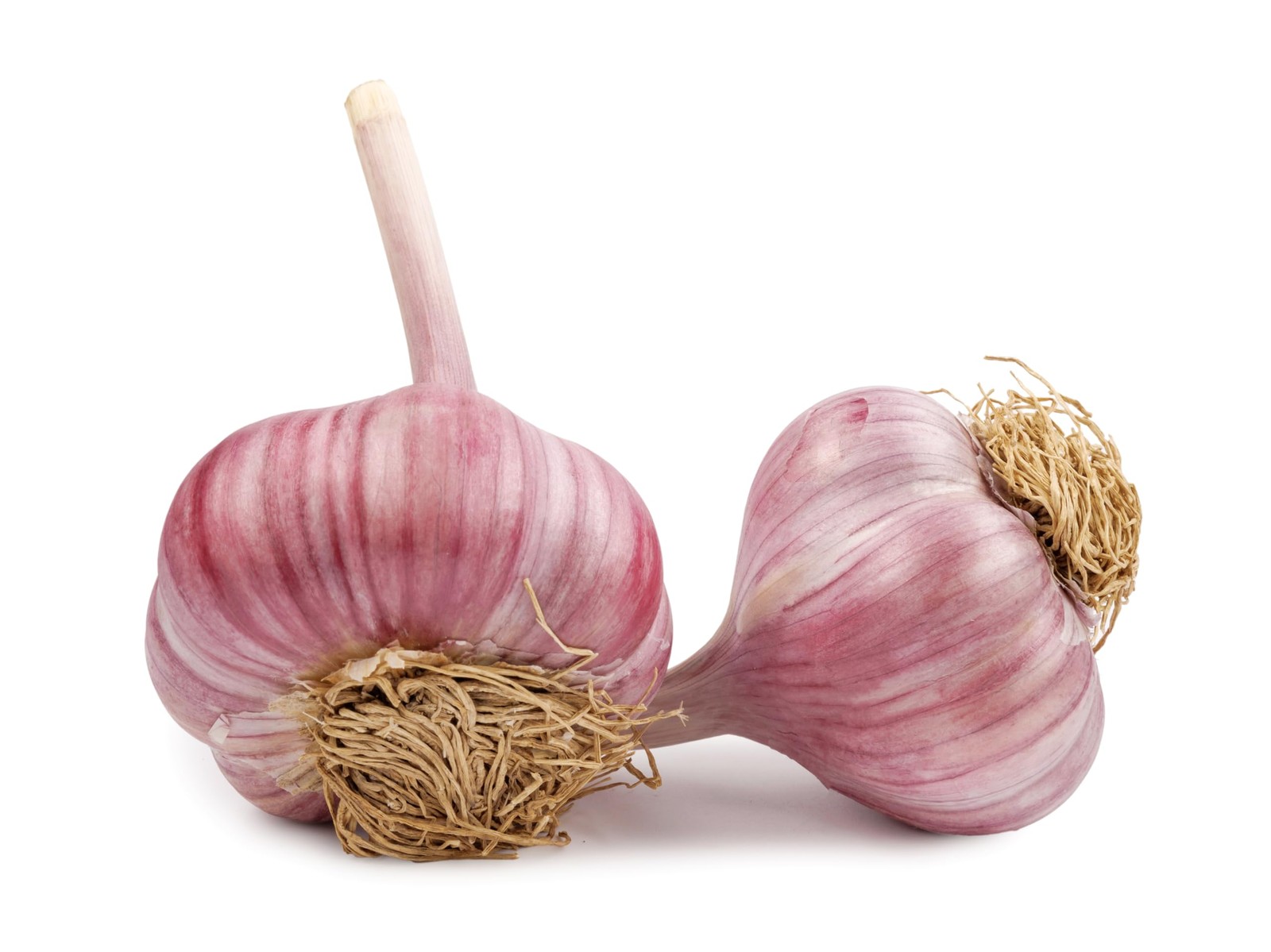 Fresh Red Chesnok Purple Garlic For Planting and Eating by RawJoy Farms – 4 Bulb