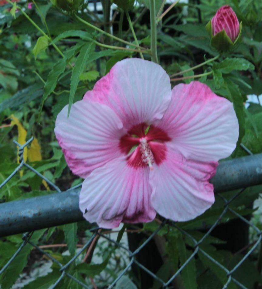 Hibiscus moscheutos | Turn of the Century | Hardy Hibiscus | 10 Seeds