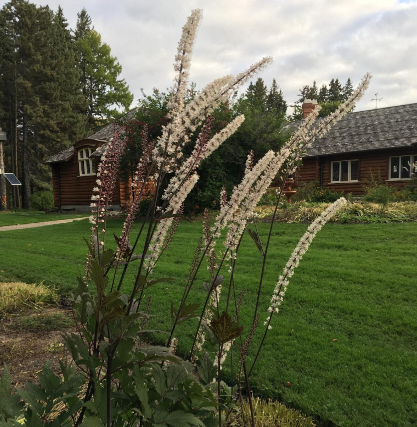 Black Cohosh – 5 Live Root Systems – No Ship to AK, HI & P.R.