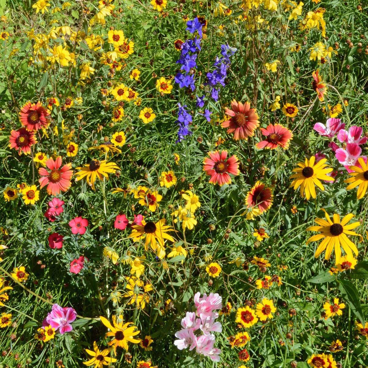 Mountain Wildflower Mix Seeds, 19 Stunning and Beautiful Species, FREE SHIPPING