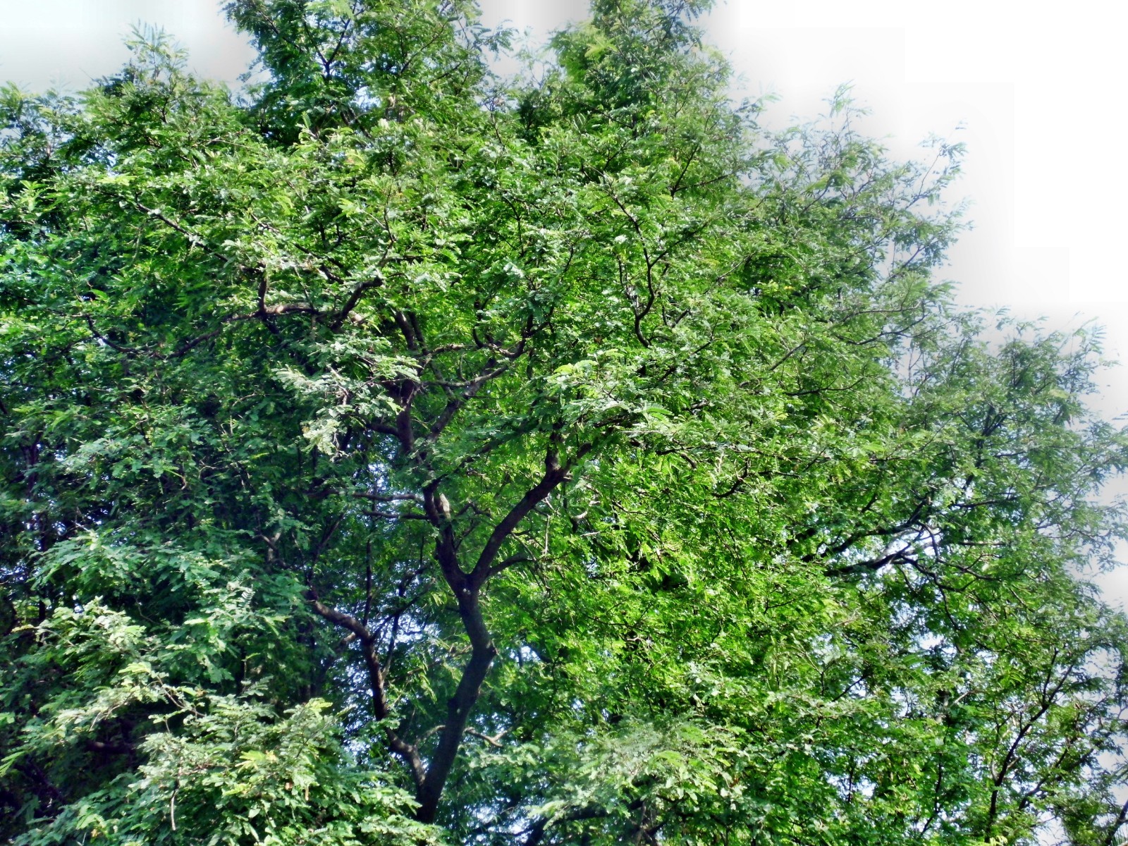 10 Tamarindus indica Tamarind Tree Seeds!