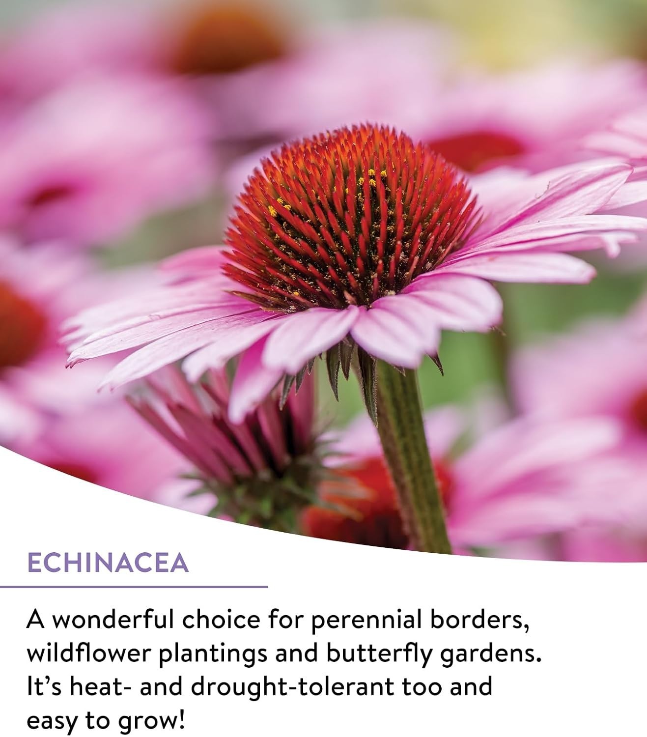 25,000 Non-GMO Wildflower Seeds For Vibrant Pollinator Gardens | 18 Varieties
