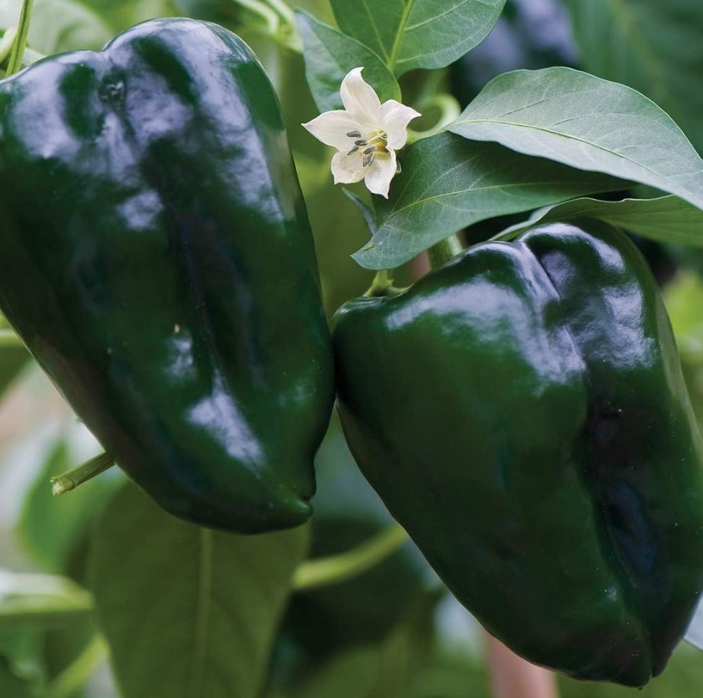 Poblano / Ancho Chile Seeds – Organic, 35+ Seeds, Free Shipping