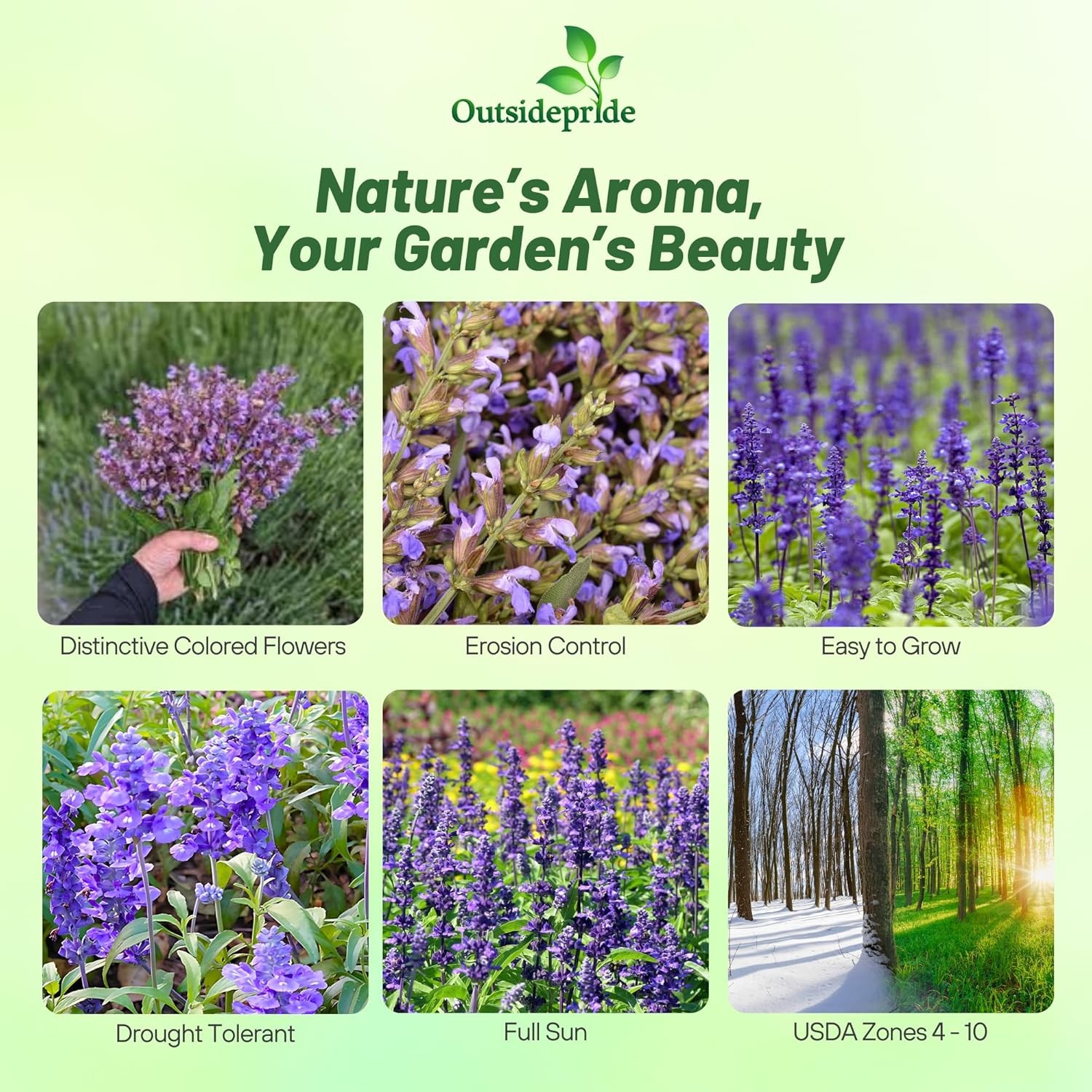 1000 Seeds Clary Seeds – Clary Sage Herb Seed