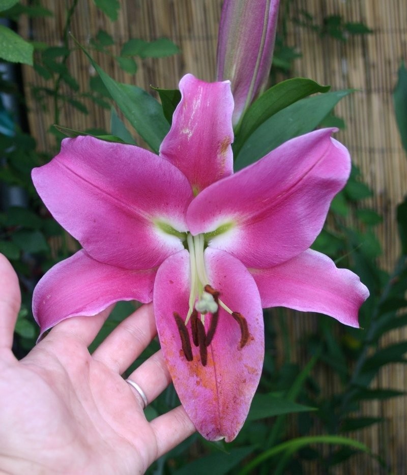 2 – Oriental Lily Robina Flower Bulbs – Huge Deep Rich 10 Inch Perennial Blooms