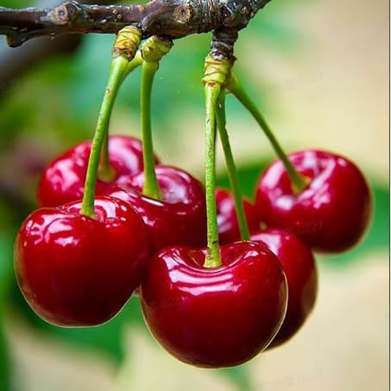 20 Pcs Sweet Cherry Tree Seeds – Non-GMO Heirloom, Indoor & Outdoor Planting