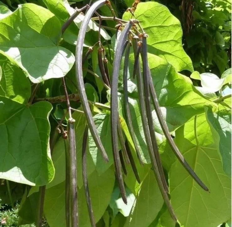 Northern Catalpa Tree Seeds (Catalpa speciosa) 200+ seeds