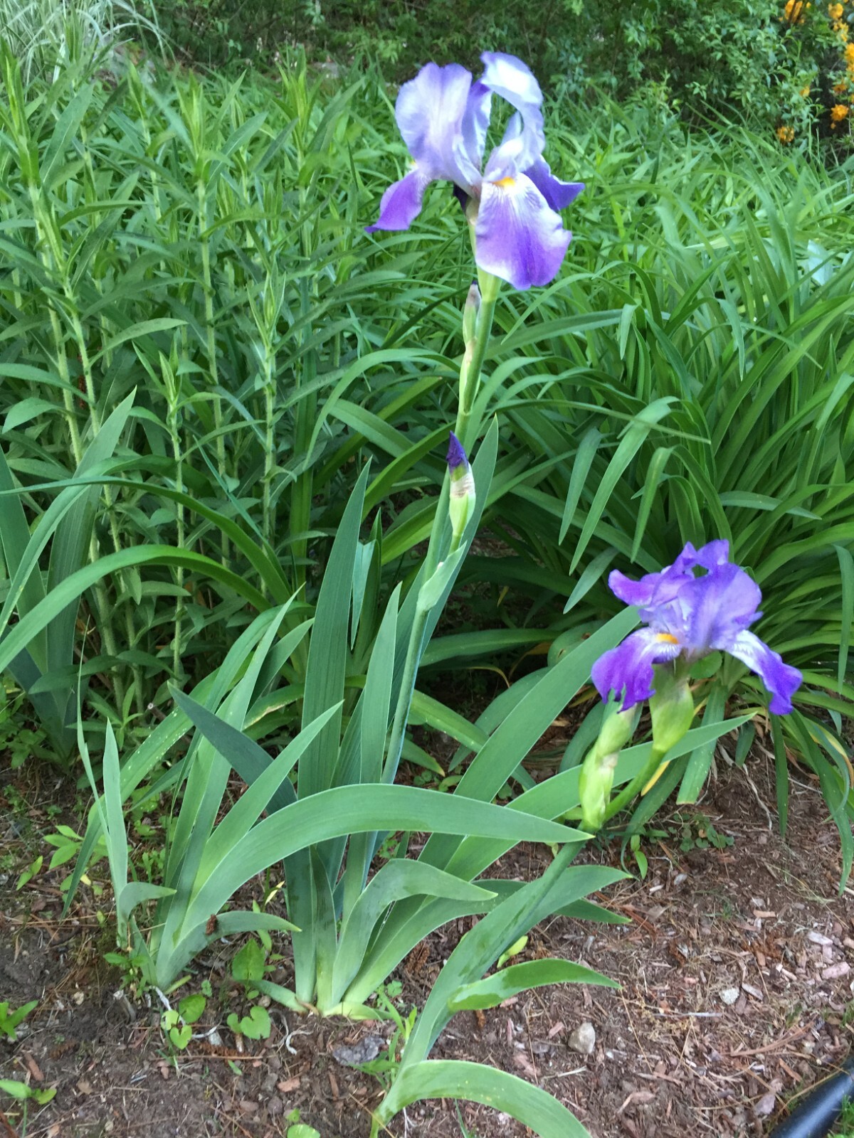 Purple Standard Dwarf Bearded Iris HEIRLOOM IRIS – Flowers stand tall – 2 plants