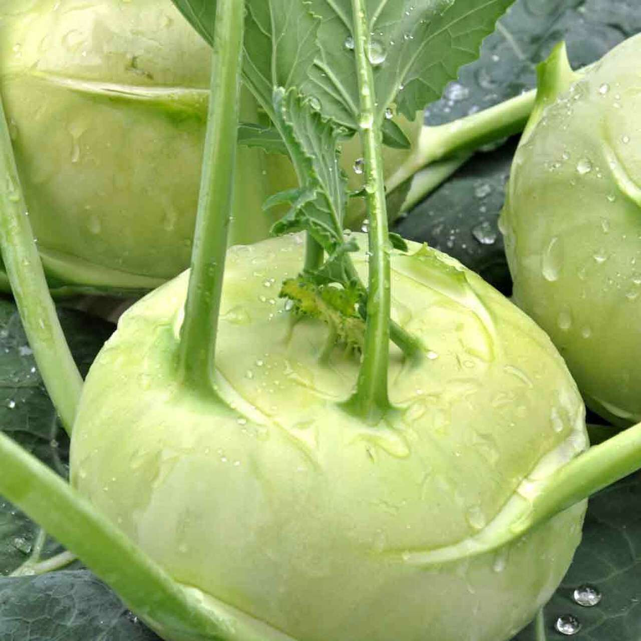 WHITE VIENNA KOHLRABI 500 SEEDS NON-GMO FRESH FOR 2024 GARDENS