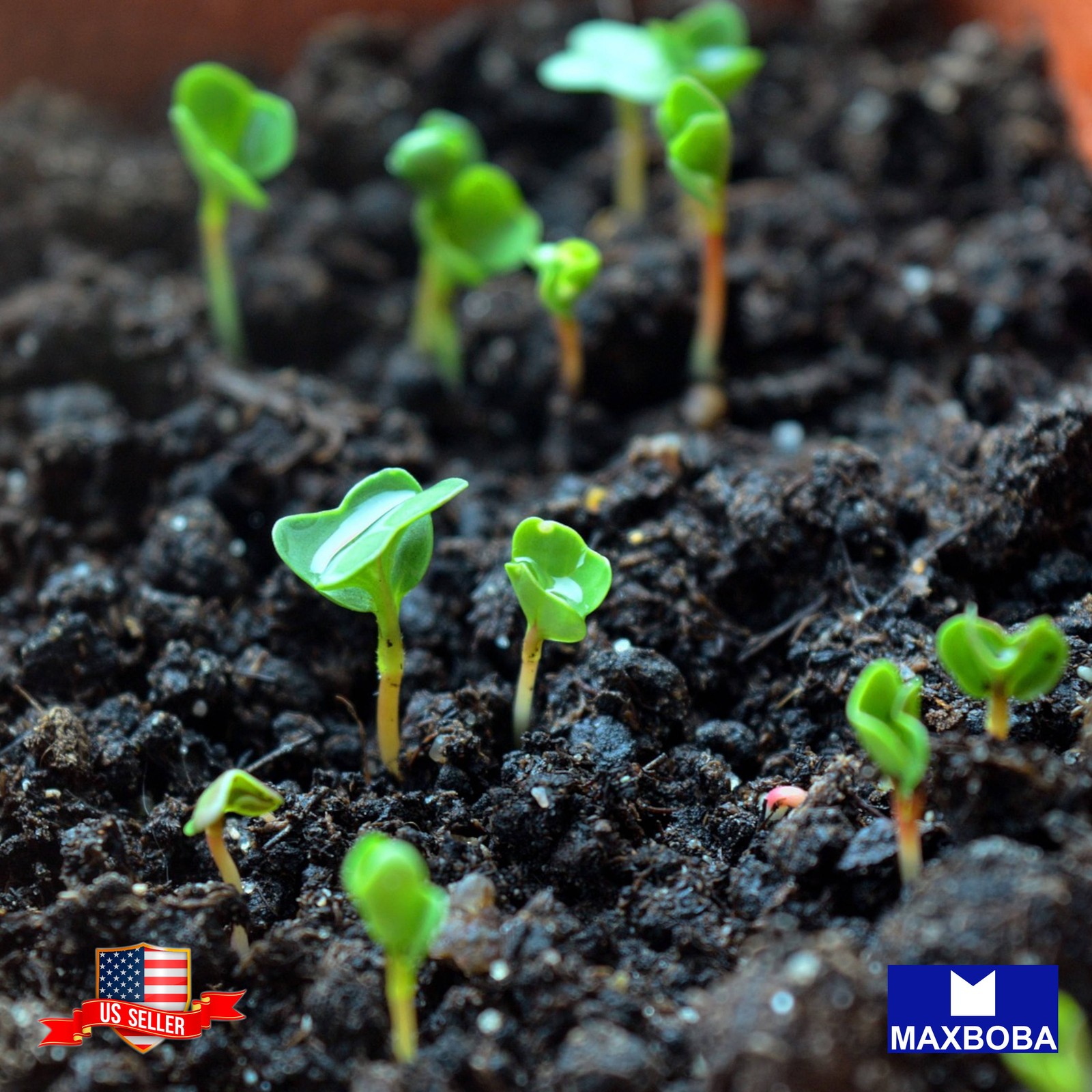 Arugula 400 Microgreens Seeds Non-GMO
