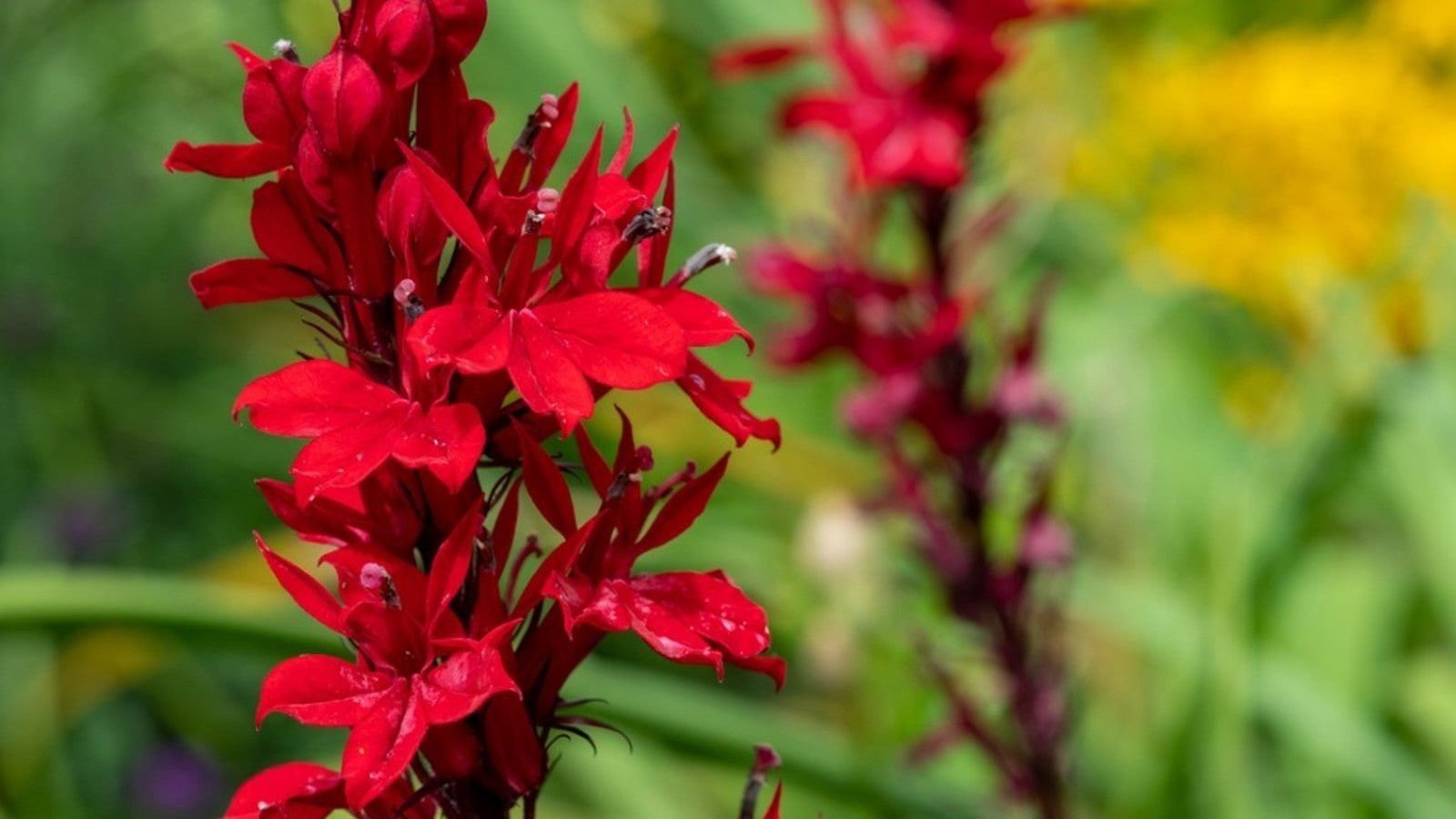 3 Cardinal Flower Wildflower Bare Root Lobelia cardinalis