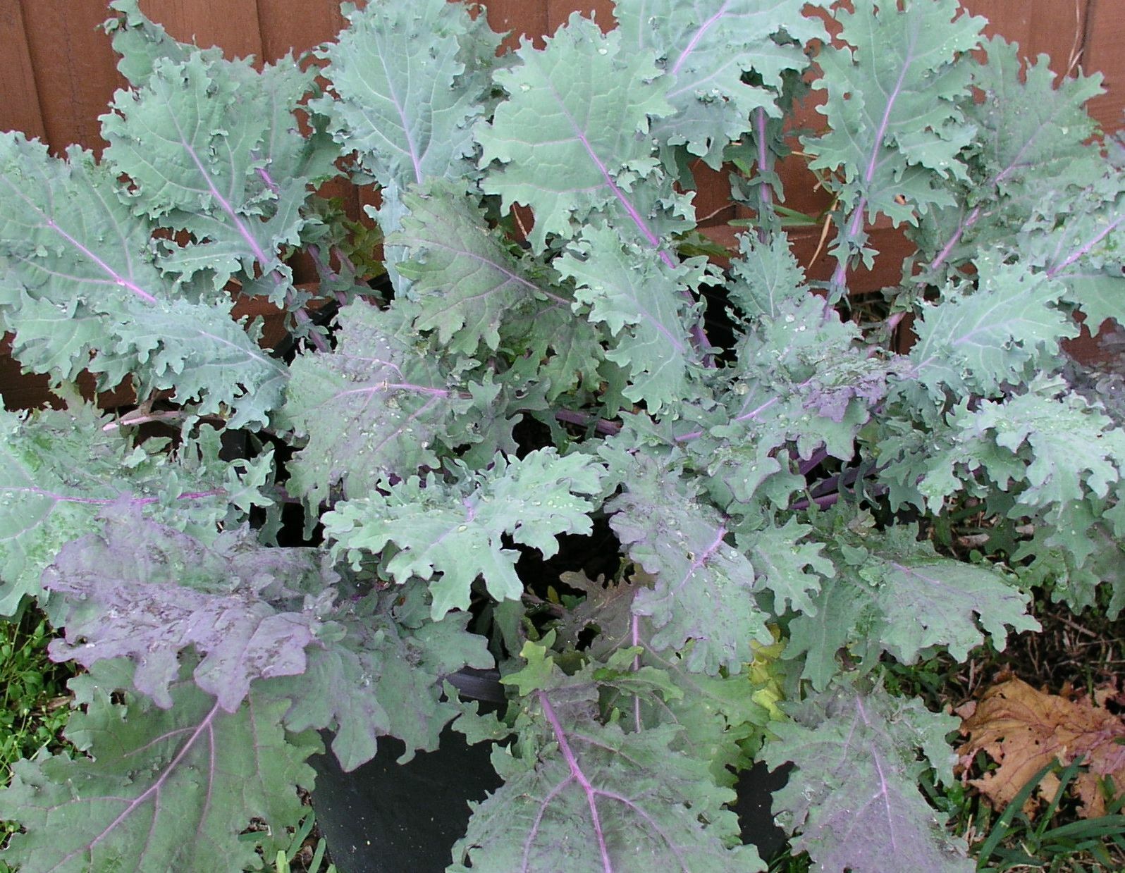 500 RED RUSSIAN KALE SEEDS FRESH HARVEST FOR 2024 GARDENS
