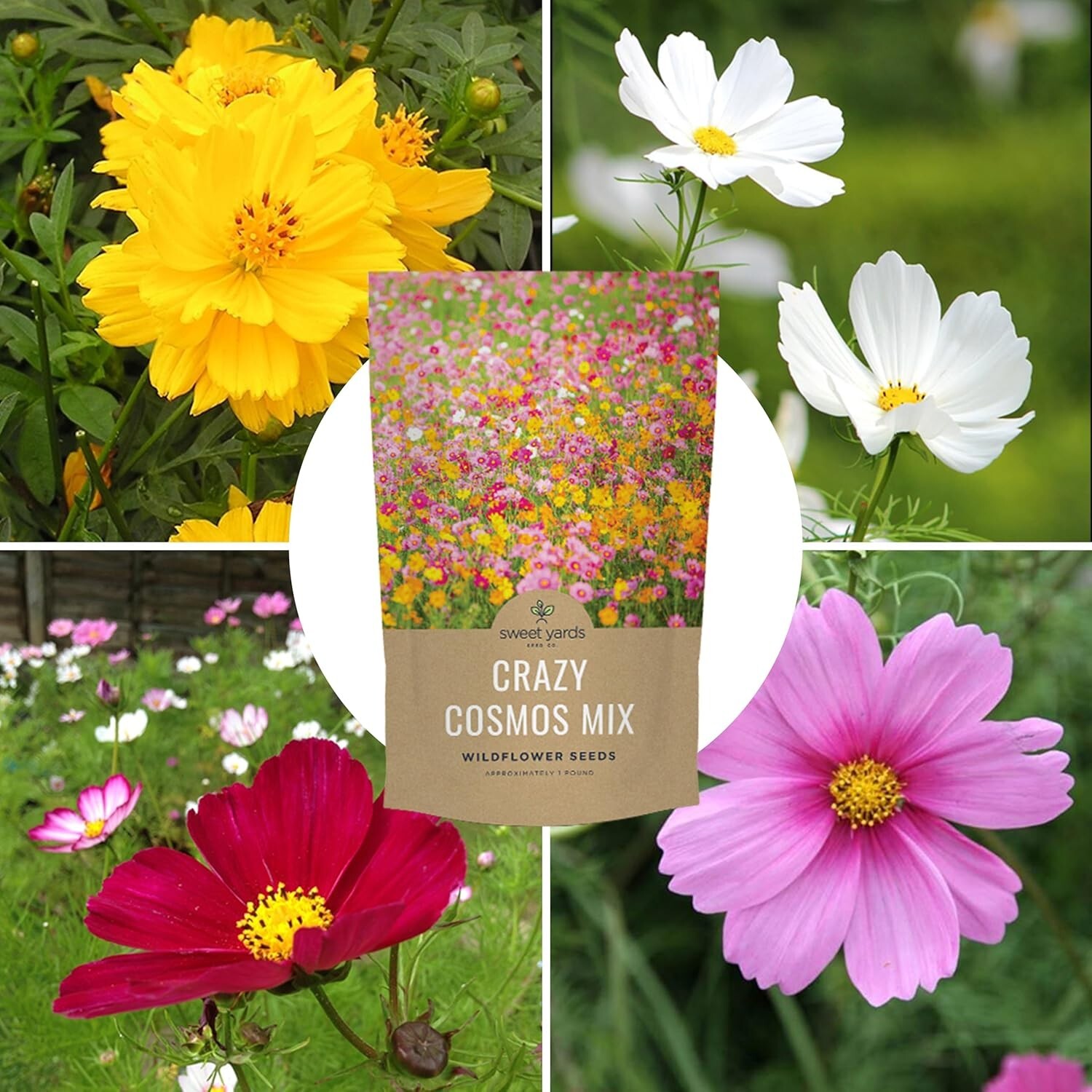 Vibrant Crazy Cosmos Seeds – 1 lb Bag for Colorful Gardens, Over 80,000 Seeds