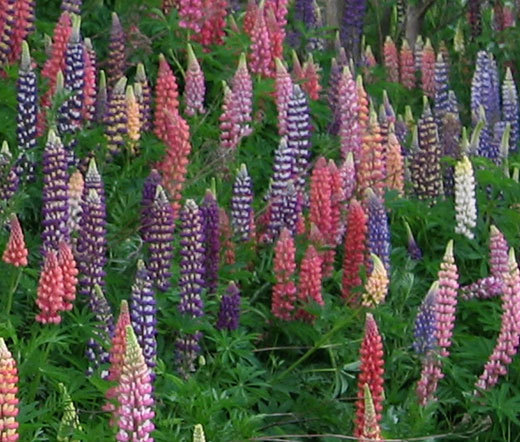 LUPINE RUSSELL Lupinus Polyphyllus Russell – 600 Bulk Seeds