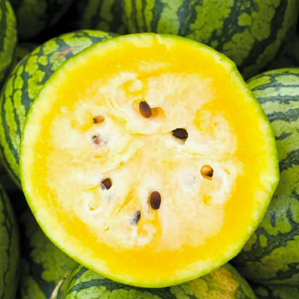 Mountain Sweet Yellow Watermelon Seeds – For 2025 Planting Bright Yellow Flesh