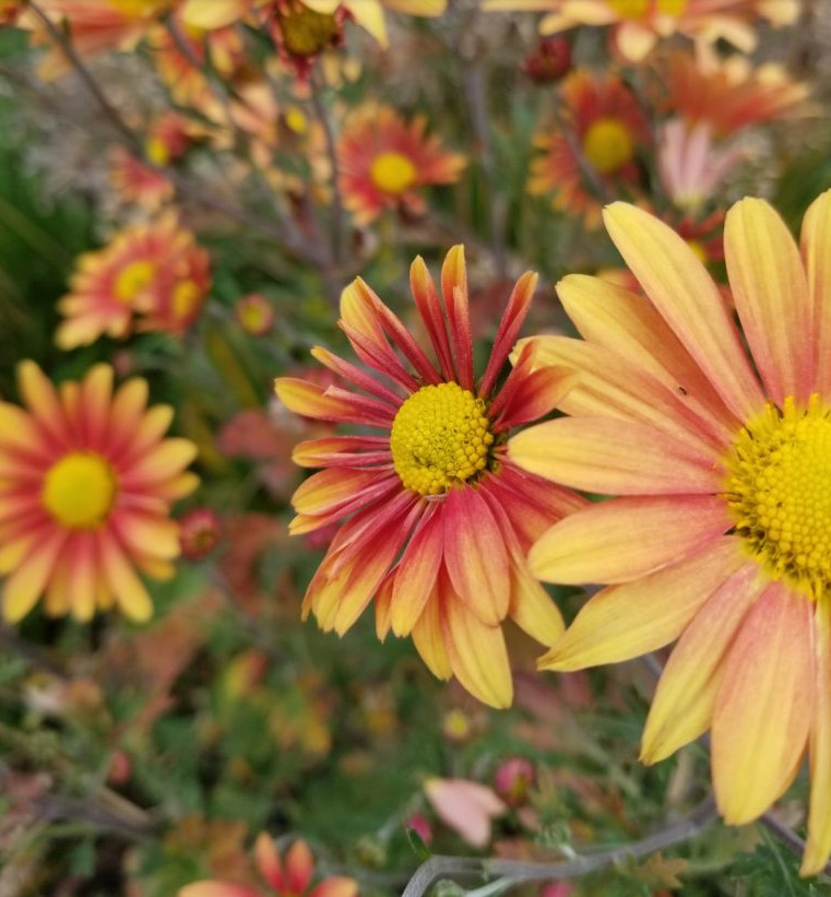 Campfire Glow Daisy Mum Plant – 3-5″ Tall – Fall-Blooming Orange Daisy Mum
