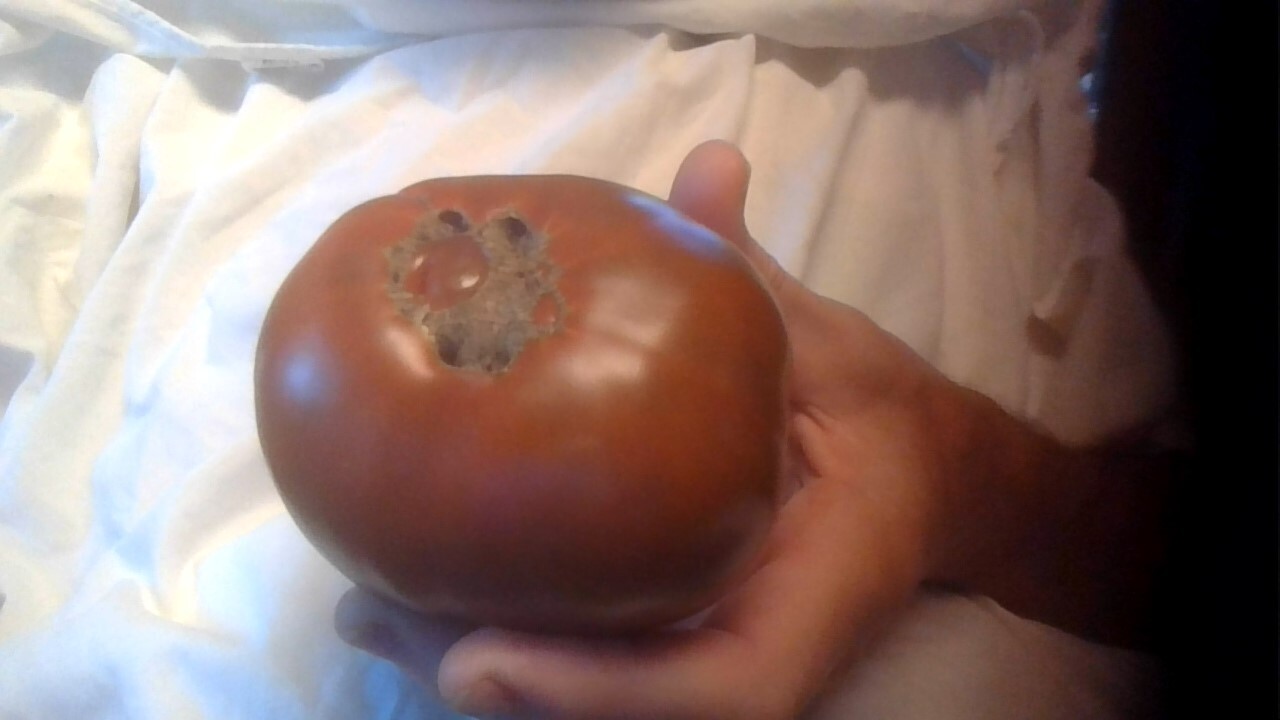 Black Krim, Organic, Heirloom, Delicious! – 15 seeds