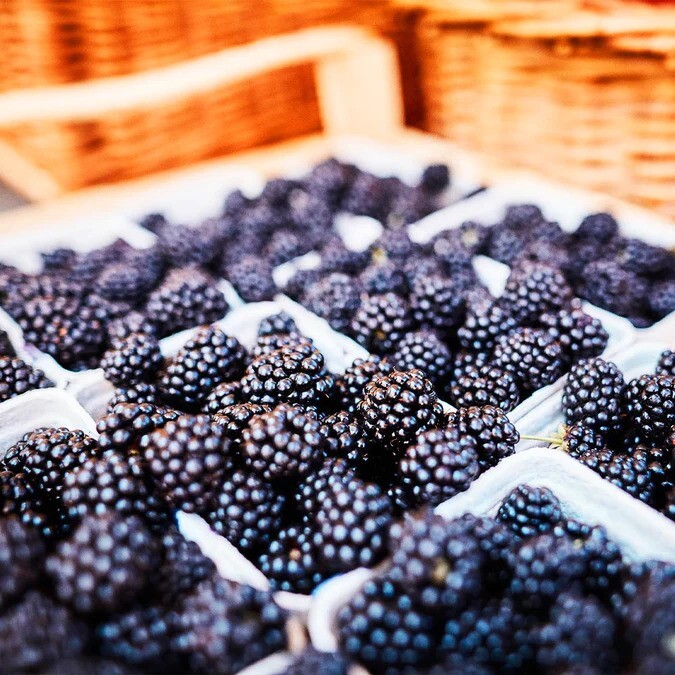 20 BLACKBERRY BUSH SEEDS (Rubus allegheniensis) Garden Fruit Plant Hardy-Zone 3