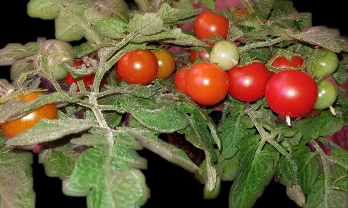 Snegirjok Micro Dwarf tomato 12 Seeds (Read)