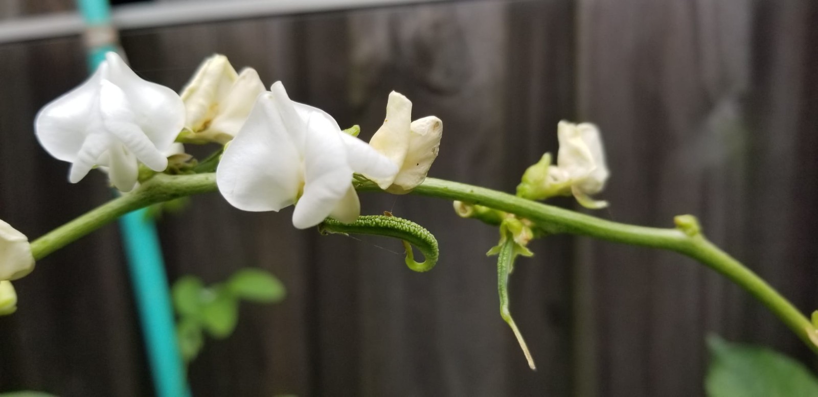 Hyacinth Bean Bush Type chedi Avarai Chettu Chikkudu 10 Seeds