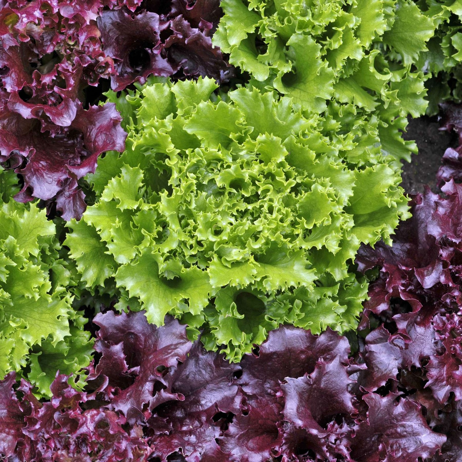 Mr. Fothergill’s Lettuce Loose Leaf Mix Seed Oh Sow Simple, Easy to Grow