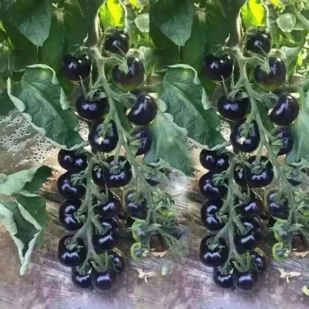 100+ EUROPEAN BLACK CHERRY TOMATO SEEDS – SWEET – HEIRLOOM -NON GMO – RARE