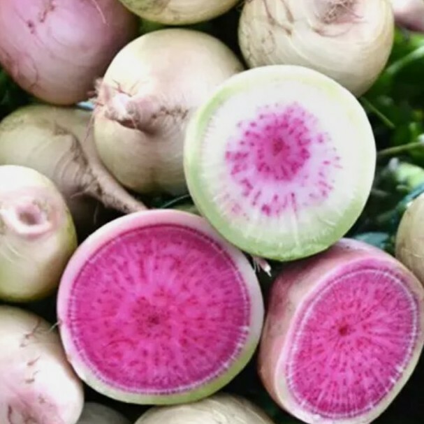 10 Watermelon Radish Seeds NON-GMO usa seller