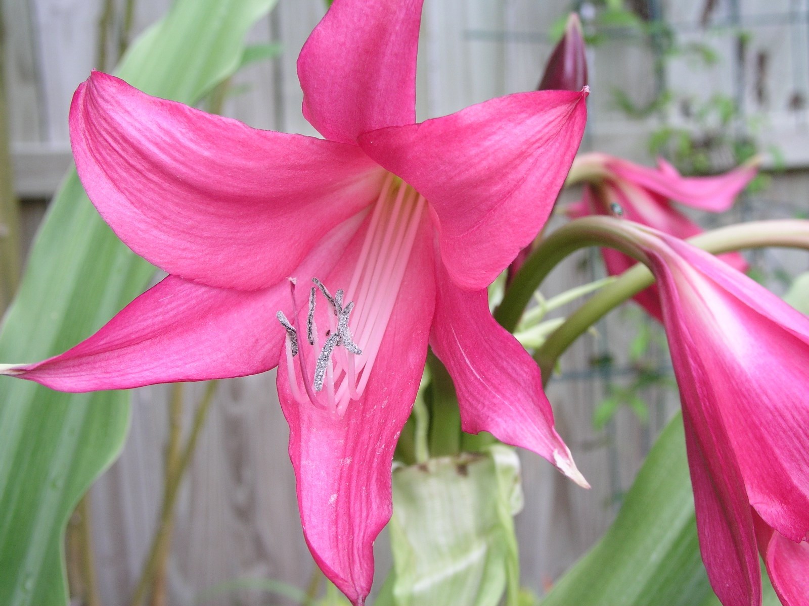 Crinum Lily, Burgundy, large, blooming–size bulb