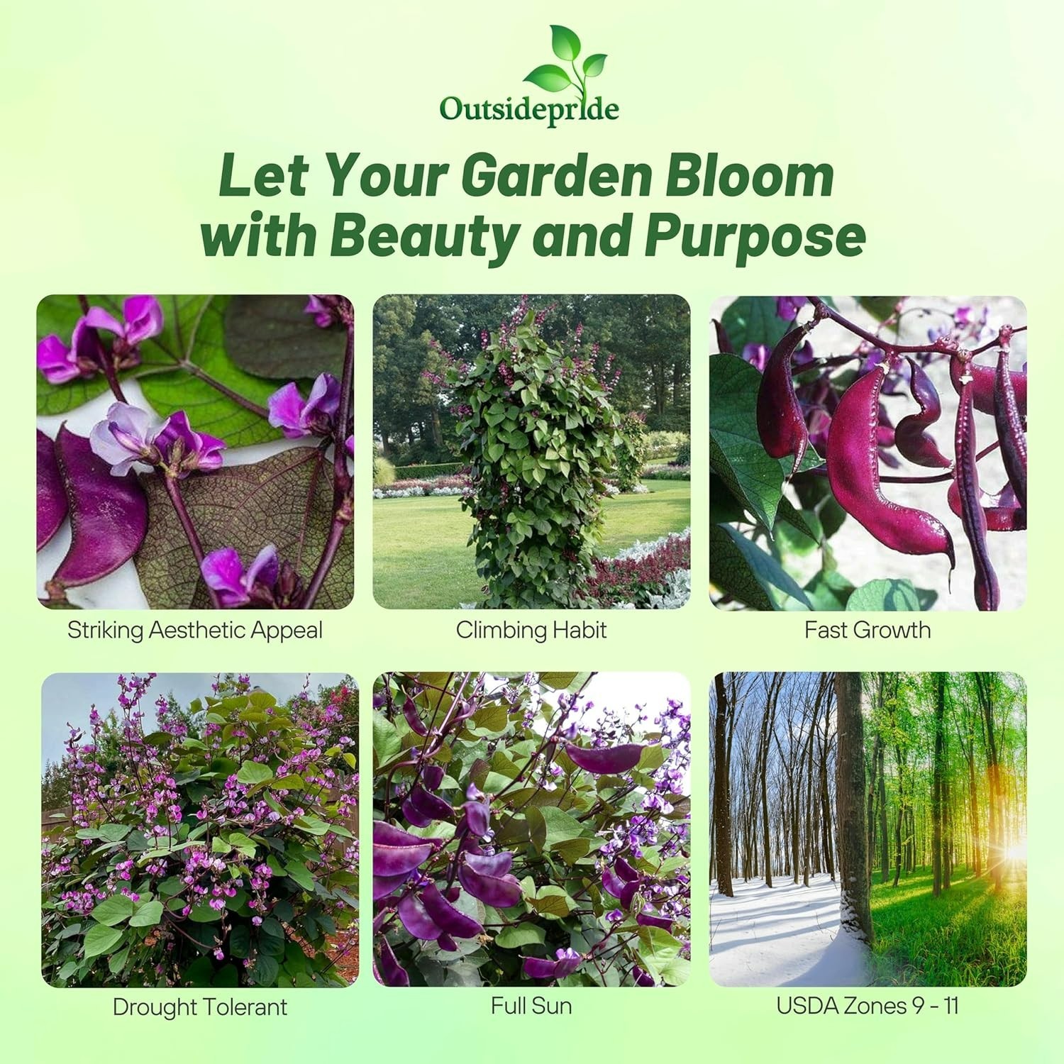 Perennial Edible Hyacinth Bean Seeds – Attracts Hummingbirds & Butterflies